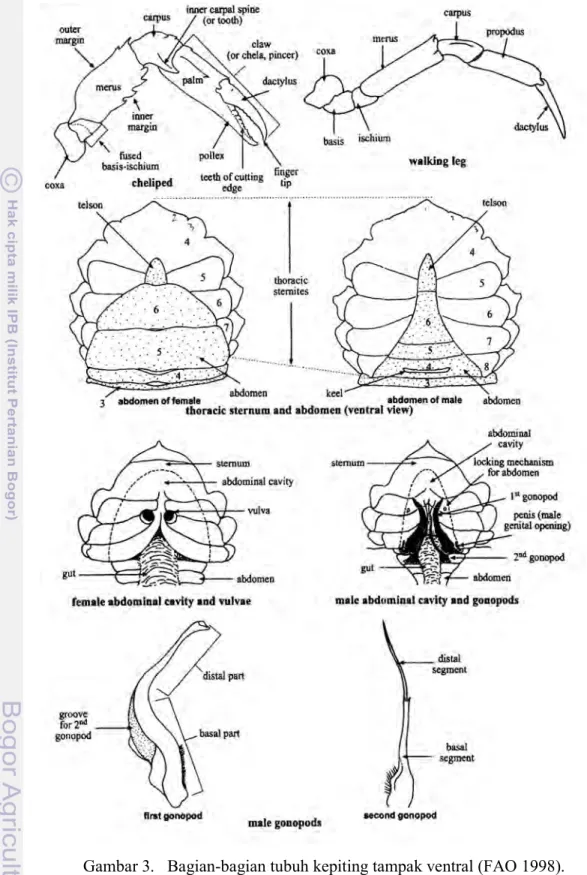 Gambar 3.   Bagian-bagian tubuh kepiting tampak ventral (FAO 1998). 