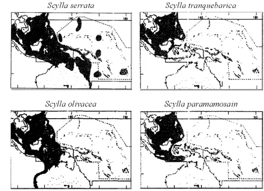 Gambar 4.  Daerah penyebaran kepiting bakau di dunia menurut Keenan   (FAO 1998). 