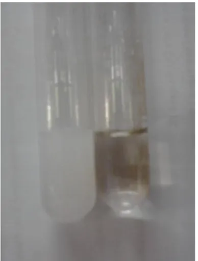 Gambar 2. Perubahan yang terjadi pada penambahan NaCl 0.9% pada filtrat                     (kiri) NaCl 0.9  dalam  AgNO 3  1%, dan (kanan) Na thiosulfat 2%  
