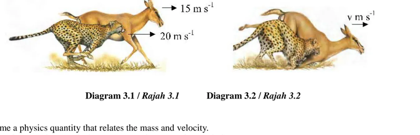Diagram 3.1 shows a cheetah chasing a deer in a wild world. Given that the mass and velocity of the cheetah and the deer are 60 kg, 20 ms -1 and 70 kg, 15 ms -1 respectively