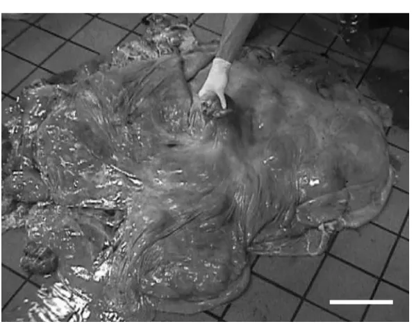 FIG. 4.The enlarged fetal placenta (3larger than normal term beef calf) re-moved from the nuclear transfer (NT)large fetus that was produced by embryomicrosurgery to introduce inner cellmass (ICM) cells from a NT-derived em-bryo into the blastocoele cavity