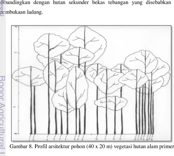 Gambar 8. Profil arsitektur pohon (40 x 20 m) vegetasi hutan alam primer 