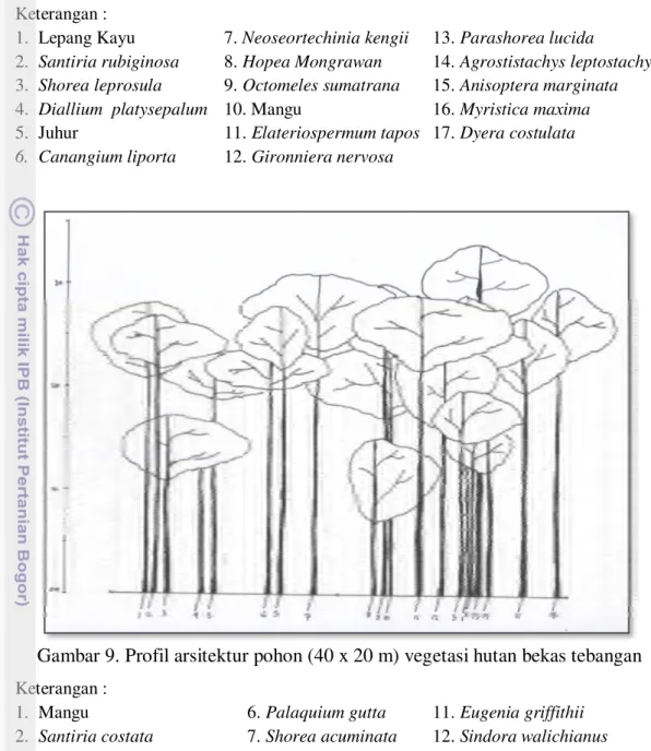 Gambar 9. Profil arsitektur pohon (40 x 20 m) vegetasi hutan bekas tebangan  Keterangan : 