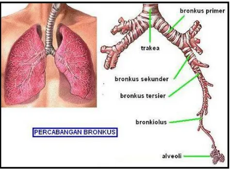 Gambar 6. Anatomi bronkus 