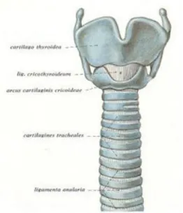 Gambar 5. Anatomi trakea 