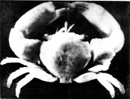 Gambar 9. Kepiting T. intermedia MIERS, 1886 (SERENE 1984). 
