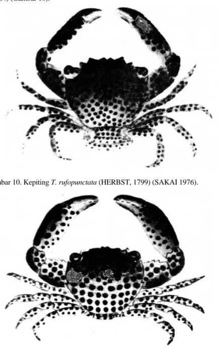 Gambar 10. Kepiting T. rufopunctata (HERBST, 1799) (SAKAI 1976). 