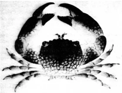 Gambar 4. Kepiting T. areolata DANA, 1852 (SAKAI 1976). 