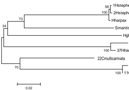Gambar 2 Hasil rekonstruksi pohon filogeografi pengelompokan sampel berdasarkan ruas  CO1  mtDNA  menggunakan metode NJ dengan bootstrap 1000x