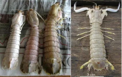 Gambar 3.   Perbedaan morfologi antara udang mantis Harpiosquilla harpax (dua  sebelah  kiri),  H