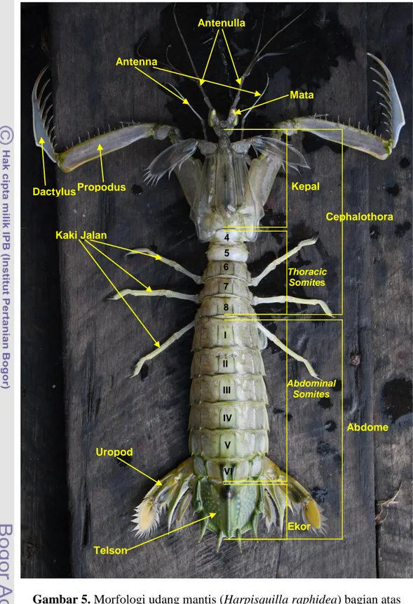 Gambar 5. Morfologi udang mantis (Harpisquilla raphidea) bagian atas  Untuk proses untuk mendapatkan mangsa dan memakannya, udang mantis  mempunyai organ maksiliped, maksila, dan mandibula