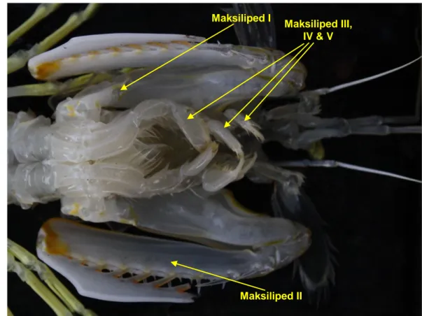 Gambar 6. Morfologi lengan udang mantis (Harpiosquilla raphidea)  Untuk  proses  reproduksi,  udang  mantis  juga  mempunyai  alat  kelamin  sebagaimana  jenis  udang  yang  lain
