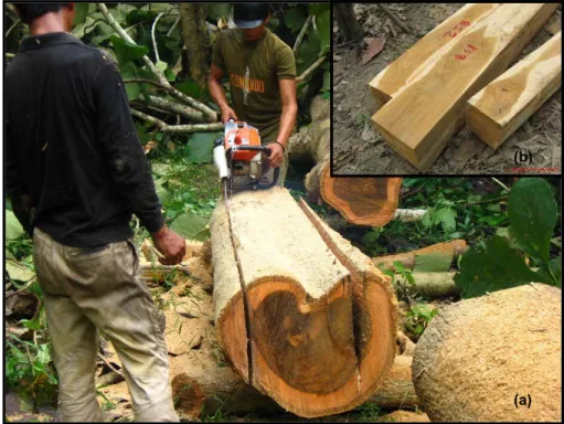 Gambar 5  Proses pembuatan kayu persegian (a) dan kayu persegian (b). 