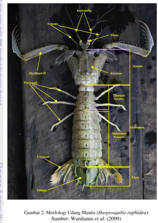 Gambar 2. Morfologi Udang Mantis (Harpiosquilla  raphidea)  Sumber: Wardiatno et al. (2009) 