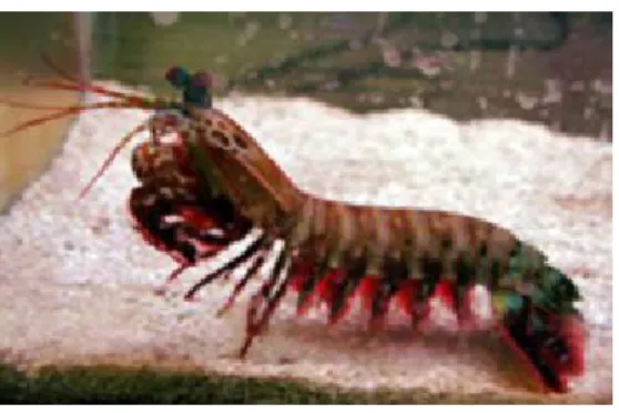 Gambar 2. Odontodactylus scyllarus.