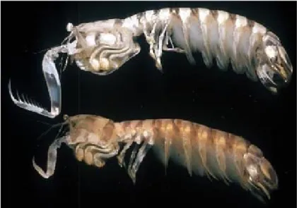 Gambar 6. Udang mantis genus 