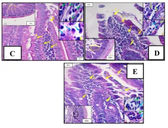 Gambar  1.  Gambaran  Histopatologi  duodenum (perbesaran 100x dan 400x). Terjadi  infiltrasi  sel  radang,  hipertrofi  sel  goblet  dan  struktur  sel  epitel  yang  terjadi  erosi  pada  kelompok  terapi  C,  D,  dan  E  dibandingkan  kelompok B (kontro