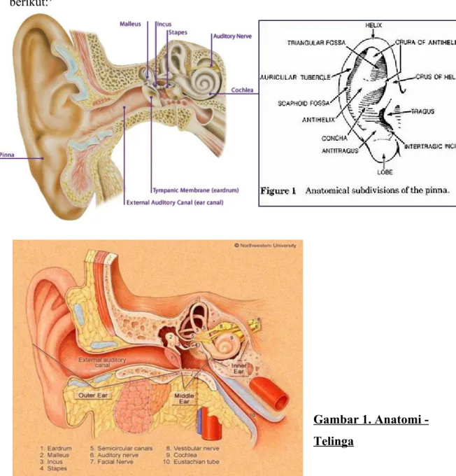 Gambar 1. Anatomi - -Telinga