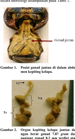 Gambar 2.  Organ kepiting kelapa jantan de- de-ngan berat gonad 7.87 gram dan  panjang gonad 8.2 mm terdiri atas  vas deferens (Vd), Clasper (Cl), dan  testis (Te)