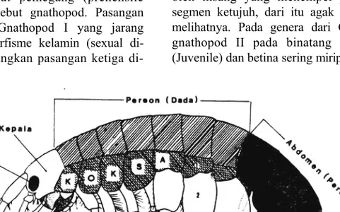 Gambar 1. Bentuk tubuh Amphipoda (dari BARNARD 1971). 