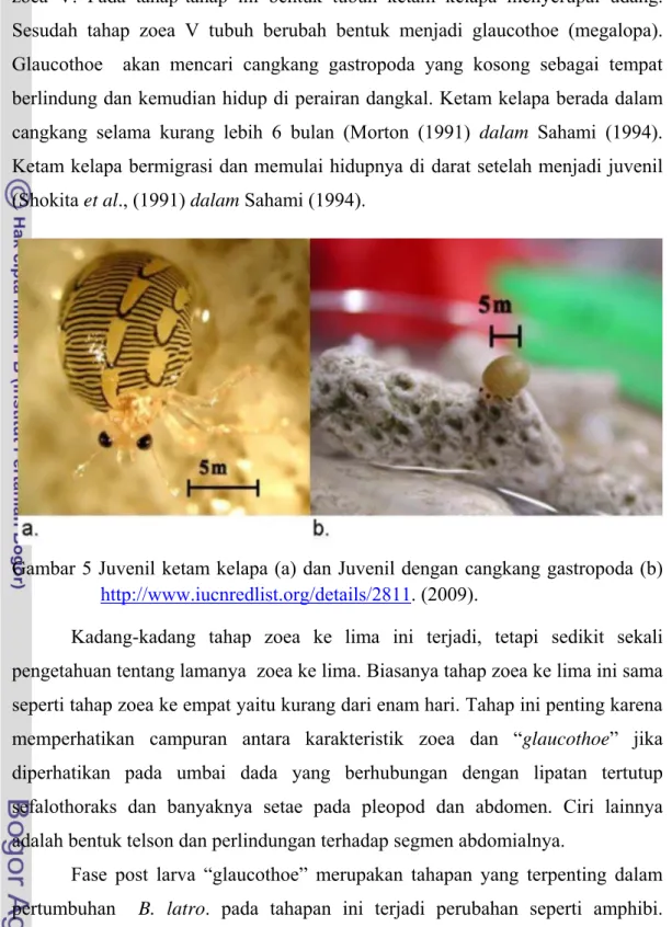 Gambar 5 Juvenil ketam kelapa (a) dan Juvenil dengan cangkang gastropoda (b)  http://www.iucnredlist.org/details/2811