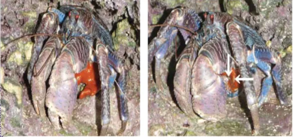 Gambar 3 Ketam kelapa mengeluarkan telur dari tubuh (Taku Sato dan Kenzo  Yoseda, http://www.mba.ac.uk/jmba/pdf/6370.pdf, 2009)