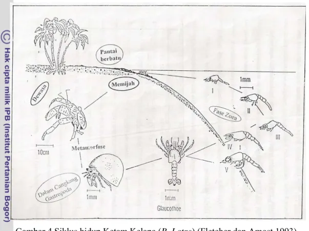 Gambar 4 Siklus hidup Ketam Kelapa (B. Latro) (Fletcher dan Amost,1993)  Telur-telur yang menetas pada tahap zoea pertama lamanya 4-9 hari,  biasanya 5-6 hari, pergantian ke tahap zoea kedua dimulai pada hari ke empat dari  kehidupan larva dan mencapai pun