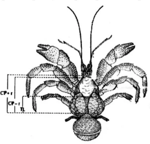 Gambar 2.  Bagian tubuh yang diukur pada kepiting kelapa. CP + r = panjang kerapas + rostrum;  