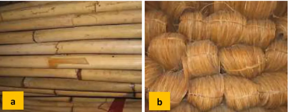 Gambar 1. Rotan besar (a) dan rotan kecil (b). 