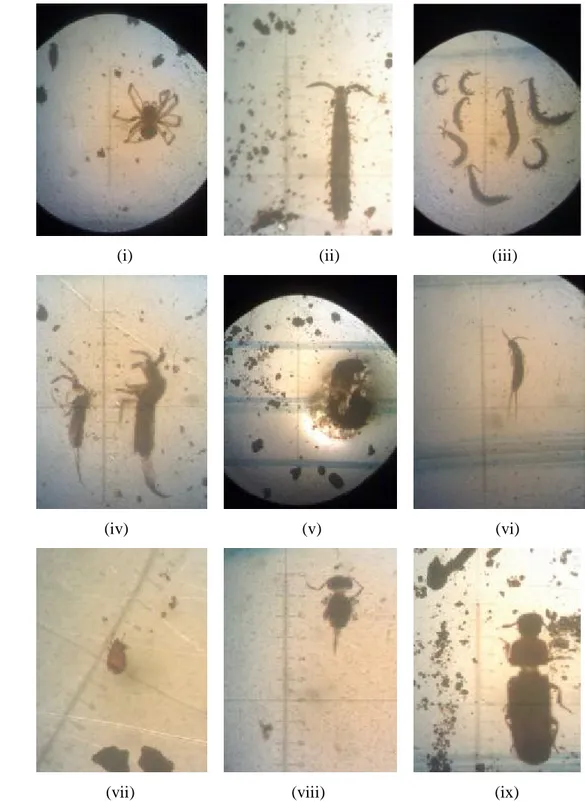 Gambar 6. Beberapa contoh fauna tanah yang ditemukan pada lokasi penelitian :   (i)  Araneae  (Spiders);  (ii)  Symphyla;  (iii)  Symphyla  dengan  berbagai  ukuran;  (iv)  Collembola  (Entomobryidae);  (v)  larva  Coleoptera;       