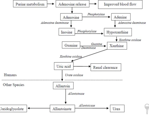 Gambar 2.4   Asam Urat sebagai Produk Akhir Metabolisme Purin pada Manusia  dan Spesies lainnya (Sivakumar,2014) 