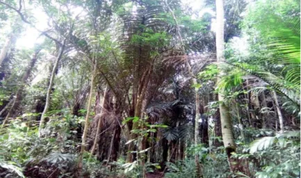 Gambar 1. Tumbuhan aren yang tumbuh alami di desa Mangunang Seberang 