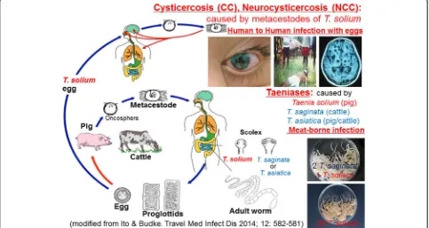 Figure 1 The life cycle of three human Taenia tapeworms (modified from CDC [22]). Photos of ocular cysticercosis, epileptic attack in Papua(=Irian Jaya), neurocysticercosis, a case of dual infection with two T