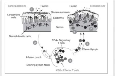 Gambar 2.1. Patofisiologi dermatitis kontak alergi (SAINT-MEZARD,  2004). 
