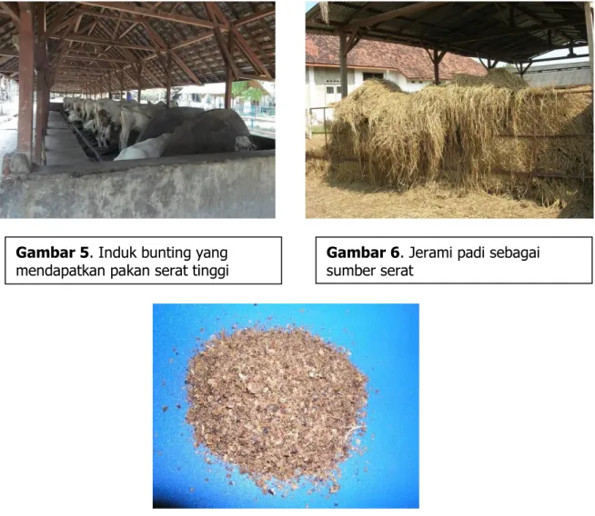 Gambar 5. Induk bunting yang 