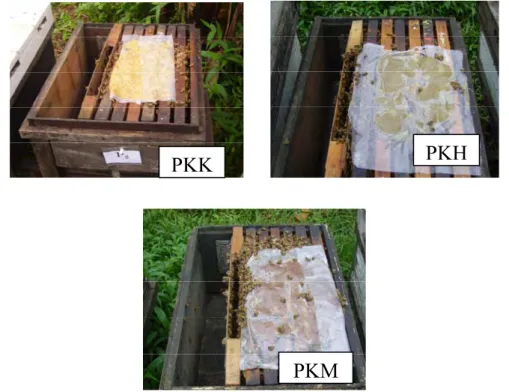 Gambar 2. Penyimpanan Pasta Kacang Kedelai (PKK), Pasta Kacang Hijau        (PKH) dan Pasta Kacang Merah (PKM) pada  Sisiran Lebah      