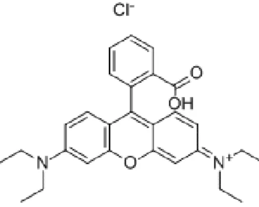 Gambar 2.1 Struktur kimia Rhodamine B. Dikutip dari Astuti dkk 12 .   Rhodamine  B  merupakan  senyawa  yang  tidak  stabil,  karena  mampu  bereaksi dengan berbagai macam unsur logam