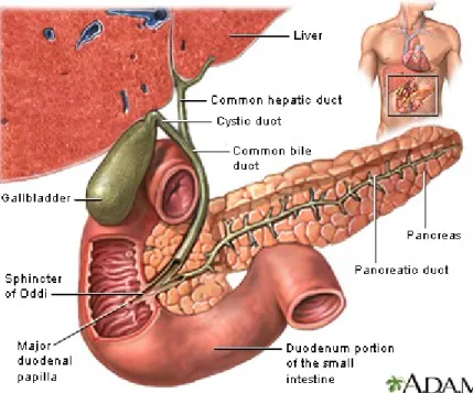 Gambar 2.1. Anatomi kandung empedu dan saluran bilier  (sumber: www.pennstatehershey.adam.com)