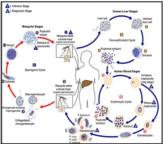 Gambar 2.1. Siklus hidup plasmodium (DepKes RI Direktorat Jenderal  Pengendalian Penyakit dan Penyehatan Lingkungan, 2011) 