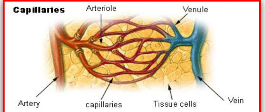 Gambar  2.3. Pembuluh darah kapiler 