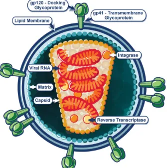 Gambar 2.1 Virion HIV .Sumber: NIAID, 2012 