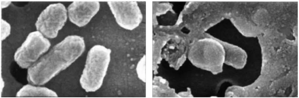 Gambar 4. Pemindaian dengan microskop elektron menunjukan  kerusakan sel setelah perlakuan penyinaran plasma