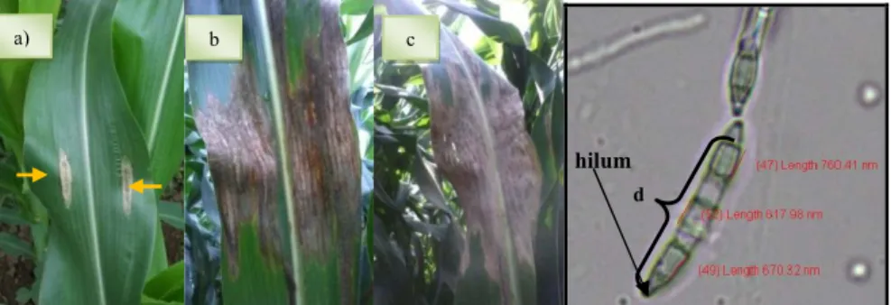 Gambar  1.  Gejala  Serangan  Penyakit  Hawar  Daun  Jagung:  (a)  Gejala  penyakit  yang  muncul  4  hari  setelah  inokulasi  ketika  tanaman  berumur  36  hst  dan  b)  Serangan terparah menyerang varietas P21 ketika tanaman berumur 61 hst  dan c) tanam