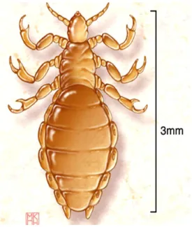 Gambar 2.Siklus Hidup Pedikulosis Kapitis 15