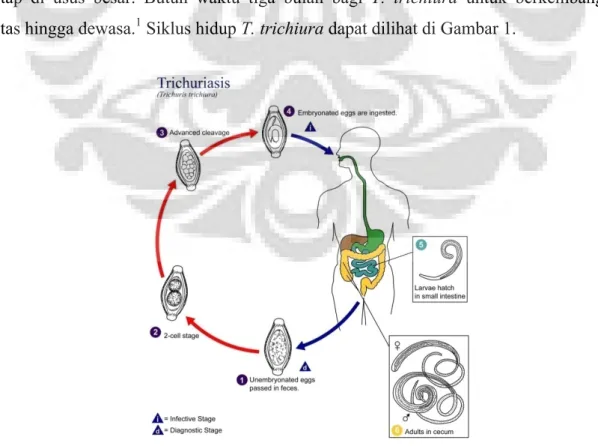 Gambar 1. Siklus hidup T. trichiura 