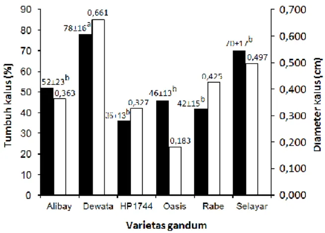 Gambar  1.  Persentase  pertumbuhan  kalus  ()  dan  diameter kalus (  ) dari beberapa varietas  gandum di media MS+ 2,4-D 3 mg/L umur  2 minggu