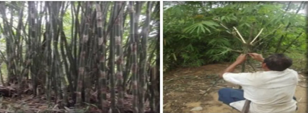 Gambar 4. Bambu digunakan Sebagai Alat Ritual ( Bamboo used as a ritual tool)  Pemanfaatan  bambu  yang 