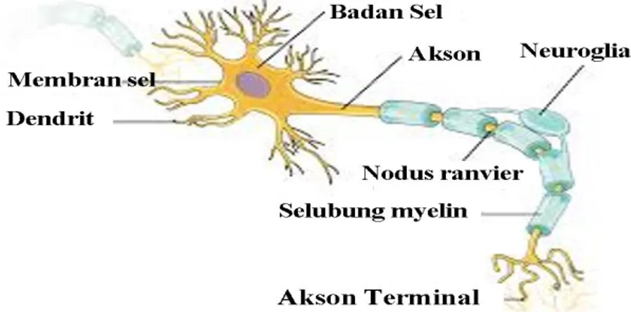 Gambar 1. Struktur Neuron  Sumber: Informazon.com 