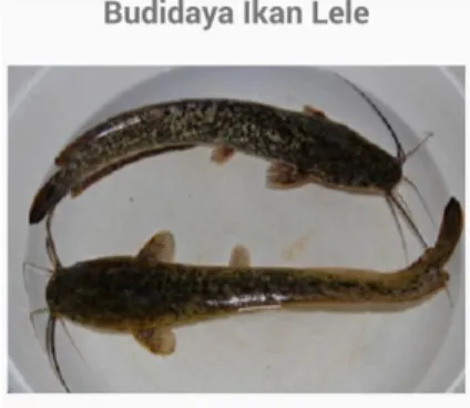 Gambar 6. Tampilan Detail Panduan Budidaya Ikan  4.3 Implementasi Case Cek Harga Pasar 