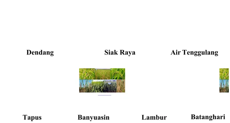 Gambar 4. Berbagai jenis varietas padi sawah pasang surut Sumber: http://cybex.deptan.go.id/